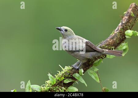 Palmtanager (Thraupis palmarum), auf einem Ast, Seitenansicht, Costa Rica, Boca Tapada Stockfoto