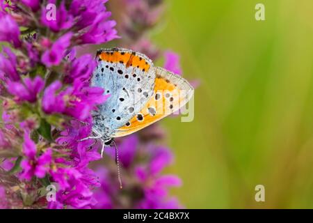 Niederländisches Großkupfer (Lycaena dispar batava, Lycaena dispar batavus), auf violettem Loosestraf, Niederlande, Overijssel, Woldlakebos, Kalenberg Stockfoto