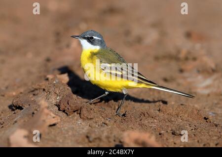 westgelbe Bachstelze (Motacilla flava iberiae, Motacilla iberiae), Männchen auf dem Boden, Seitenansicht, Frankreich, Hyeres Stockfoto