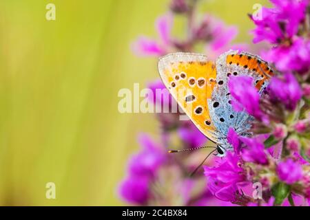 Niederländisches Großkupfer (Lycaena dispar batava, Lycaena dispar batavus), auf violettem Loosestraf, Niederlande, Overijssel, Woldlakebos, Kalenberg Stockfoto