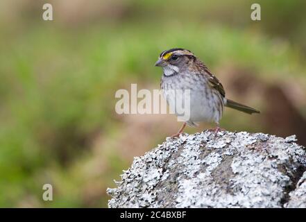 Weißkehlspatzen (Zonotrichia albicollis), Jungvogel, der auf einem Flechten-Felsbrocken steht, Azoren, Corvo Stockfoto