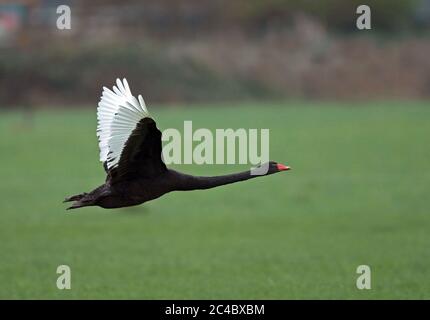 Schwarzer Schwan (Cygnus atratus), im Flug, Seitenansicht, Niederlande Stockfoto