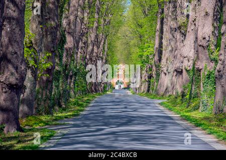 Linden, Linden, Linden (Tilia spec.), Lindenallee auf dem Weingut Schönboeken, Deutschland, Schleswig-Holstein, Bordesholm Stockfoto