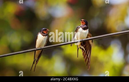 Zwei Vogeldorf-Schwalben sitzen an einem sonnigen Sommertag auf Drähten und reinigen ihre Federn Stockfoto