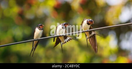 -Vögel Dorf Schwalben sitzen auf Drähten an einem sonnigen Sommertag und reinigen ihre Federn Stockfoto