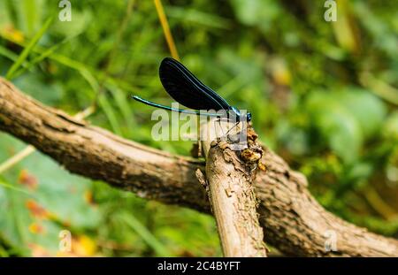 Eine Damselfliege, Zygoptera, die im Frühling auf einer Zweigstelle sitzt, mit einem üppigen grünen Hintergrund im Speedwell Forge Park, Lancaster County, Pennsylvania Stockfoto