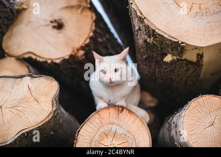 Rustikale weiße Katze liegt auf Baumstämmen mit geringer Schärfentiefe Stockfoto