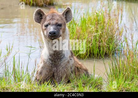 Gesichtet Hyäne oder lachende Hyäne, Crocuta crocuta, Maasai Mara National Reserve, Mara River, Maasai Mara, oder Masai Mara, Narok County, Kenia, Afrika Stockfoto