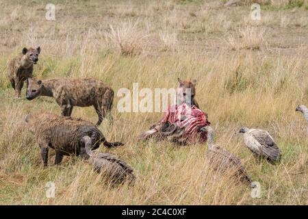 Fleckhyäne, oder lachende Hyäne, Crocuta crocuta, Fütterung von blauem Gnus, Connochaetes taurinus und Weißrückengeier, Gyps africanus, schauend Stockfoto