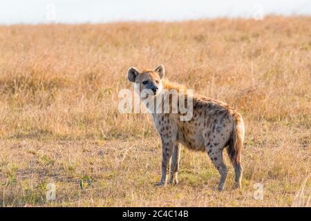 Gesichtet Hyäne oder lachende Hyäne, Crocuta crocuta, Maasai Mara National Reserve, Mara River, Maasai Mara, oder Masai Mara, Narok County, Kenia, Afrika Stockfoto