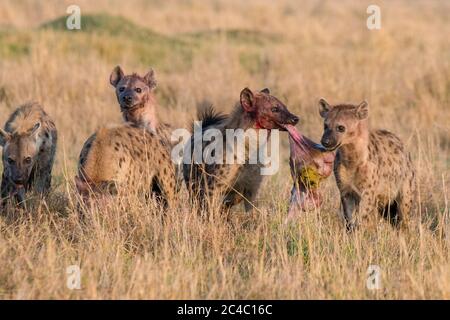 Fleckhyena, oder lachende Hyäne, Crocuta crocuta, Fütterung von blauem Gnus, Connochaetes taurinus, Maasai Mara National Reserve, Mara River, Maasai Stockfoto