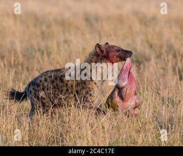 Fleckhyena, oder lachende Hyäne, Crocuta crocuta, Fütterung von blauem Gnus, Connochaetes taurinus, Maasai Mara National Reserve, Mara River, Maasai Stockfoto