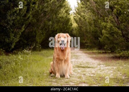 Retriever sitzt auf einem Pfad inmitten von hohen und dunklen Zypressen im Wald Stockfoto