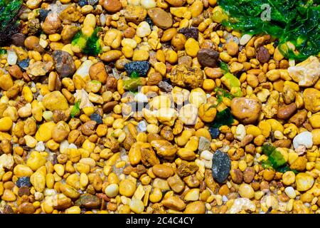 Kieselsteine und Algen am Strand. Abstrakter Hintergrund. Nahaufnahme. Stockfoto