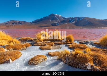 Ufer der Laguna Colorada (Rote Lagune) mit Andengras und Eis im Winter, Uyuni-Salzwüste, Bolivien. Stockfoto