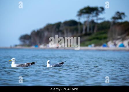 Prerow, Deutschland. Juni 2020. Möwen schwimmen an der Ostsee vor dem westlichen Strand auf der Ostseeinsel Fischland-Darß-Zingst. Der Weststrand liegt im Nationalpark Vorpommersche Boddenlandschaft. Der Naturstrand ist nur zu Fuß, mit dem Fahrrad oder mit der Pferdekutsche auf Waldwegen erreichbar. Quelle: Jens Büttner/dpa-Zentralbild/dpa/Alamy Live News Stockfoto