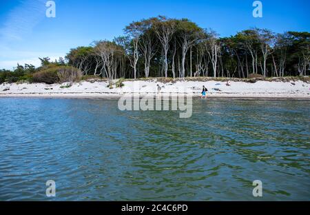 Prerow, Deutschland. Juni 2020. Windschiefe Bäume stehen direkt an der Küste und prägen das Bild am westlichen Strand auf der Ostseeinsel Fischland-Darß-Zingst. Der Weststrand liegt im Nationalpark Vorpommersche Boddenlandschaft. Der Naturstrand ist nur zu Fuß, mit dem Fahrrad oder mit der Pferdekutsche auf Waldwegen erreichbar. Quelle: Jens Büttner/dpa-Zentralbild/dpa/Alamy Live News Stockfoto