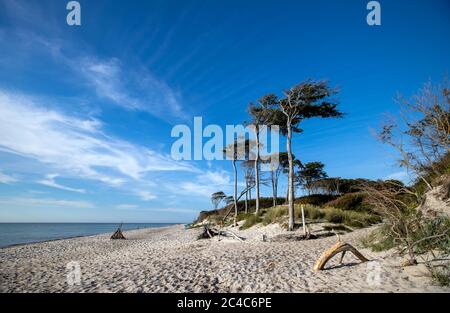 Prerow, Deutschland. Juni 2020. Windschiefe Bäume stehen direkt an der Küste und prägen das Bild am westlichen Strand auf der Ostseeinsel Fischland-Darß-Zingst. Der Weststrand liegt im Nationalpark Vorpommersche Boddenlandschaft. Der Naturstrand ist nur zu Fuß, mit dem Fahrrad oder mit der Pferdekutsche auf Waldwegen erreichbar. Quelle: Jens Büttner/dpa-Zentralbild/dpa/Alamy Live News Stockfoto