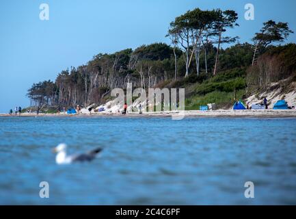 Prerow, Deutschland. Juni 2020. Möwen schwimmen an der Ostsee vor dem westlichen Strand auf der Ostseeinsel Fischland-Darß-Zingst. Der Weststrand liegt im Nationalpark Vorpommersche Boddenlandschaft. Der Naturstrand ist nur zu Fuß, mit dem Fahrrad oder mit der Pferdekutsche auf Waldwegen erreichbar. Quelle: Jens Büttner/dpa-Zentralbild/dpa/Alamy Live News Stockfoto