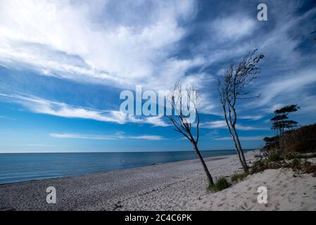Prerow, Deutschland. Juni 2020. Windschiefe Bäume stehen direkt an der Küste und prägen das Bild am westlichen Strand auf der Ostseeinsel Fischland-Darß-Zingst. Der Weststrand liegt im Nationalpark Vorpommersche Boddenlandschaft. Der Naturstrand ist nur zu Fuß, mit dem Fahrrad oder mit der Pferdekutsche auf Waldwegen erreichbar. Quelle: Jens Büttner/dpa-Zentralbild/dpa/Alamy Live News Stockfoto