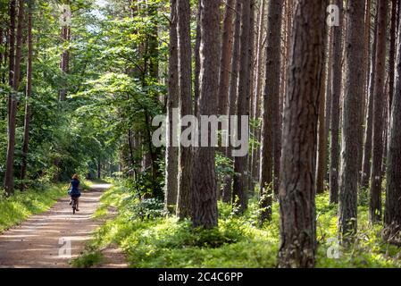 Prerow, Deutschland. Juni 2020. Den Weststrand auf der Ostseeinsel Fischland-Darß-Zingst erreichen Urlauber nur mit dem Fahrrad während einer Fahrt durch den Darßwald. Der Weststrand liegt im Nationalpark Vorpommersche Boddenlandschaft. Der Naturstrand ist nur zu Fuß, mit dem Fahrrad oder mit der Pferdekutsche auf Waldwegen erreichbar. Quelle: Jens Büttner/dpa-Zentralbild/dpa/Alamy Live News Stockfoto