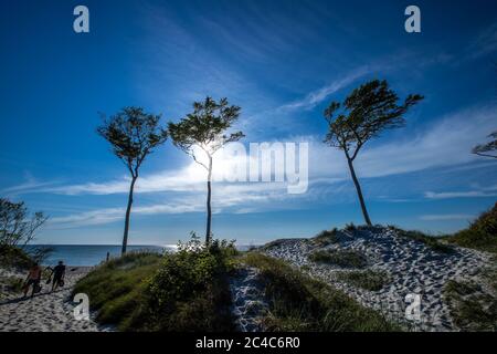 Prerow, Deutschland. Juni 2020. Windschiefe Bäume stehen direkt an der Küste und prägen das Bild am westlichen Strand auf der Ostseeinsel Fischland-Darß-Zingst. Der Weststrand liegt im Nationalpark Vorpommersche Boddenlandschaft. Der Naturstrand ist nur zu Fuß, mit dem Fahrrad oder mit der Pferdekutsche auf Waldwegen erreichbar. Quelle: Jens Büttner/dpa-Zentralbild/dpa/Alamy Live News Stockfoto