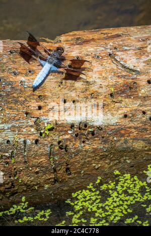 Männliche Weißschwanz-Libelle (Plathemis lydia) ruht auf altem Cottonwood Baumstamm im Feuchtgebiet, Castle Rock Colorado USA. Foto im Juni. Stockfoto