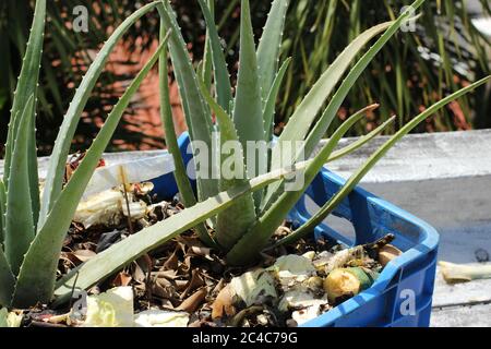 aloe Vera Pflanze in einem blauen Korb Stockfoto