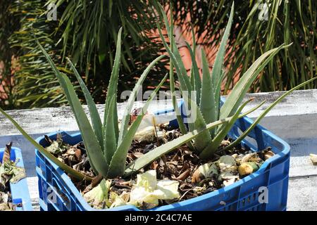 aloe Vera Pflanze in einem blauen Korb Stockfoto