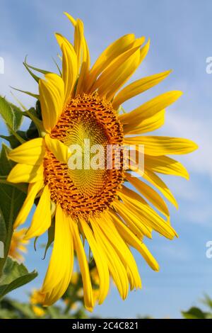 Eine große gelbe Sonnenblume und blauer Himmel Stockfoto