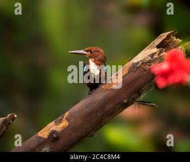 Eisvögel oder Alcedinidae sind eine Familie kleiner bis mittelgroßer, bunt gefärbter Vögel in der Ordnung Coraciiformes. Stockfoto