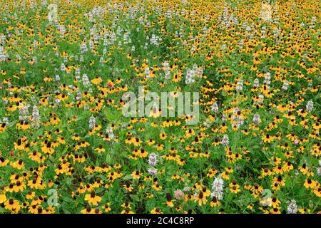 Wildblumen im Rocket Park, Space Center, Houston, Texas, USA Stockfoto