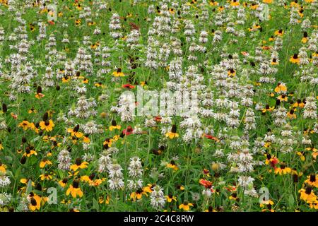 Wildblumen im Rocket Park, Space Center, Houston, Texas, USA Stockfoto