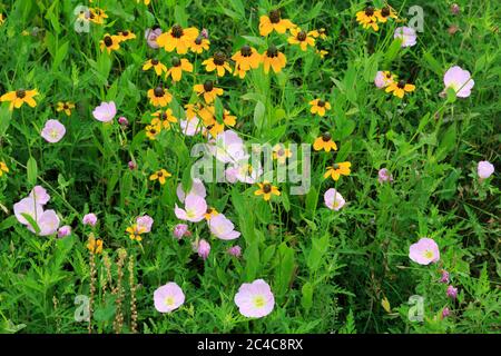 Wildblumen im Rocket Park, Space Center, Houston, Texas, USA Stockfoto