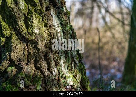 Das traumhafte Naturschutzzentrum Wilhelmsdorf mit einer faszinierenden Flora und Fauna Stockfoto