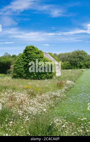 Scheune in einem Leinsamenfeld in der cotswold Landschaft. Cotswolds, Gloucestershire, England Stockfoto