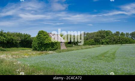 Scheune in einem Leinsamenfeld in der cotswold Landschaft. Cotswolds, Gloucestershire, England Stockfoto