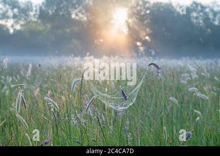 Spinnennetz in einem Feld von Wiese Fuchsenschwanz Gras in den frühen Morgensonnen. Oxfordshire, England Stockfoto
