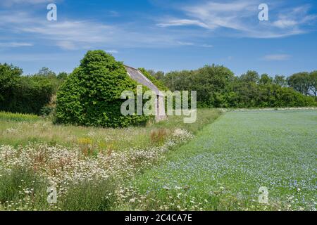 Scheune in einem Leinsamenfeld in der cotswold Landschaft. Cotswolds, Gloucestershire, England Stockfoto