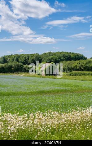 Scheune in einem Leinsamenfeld in der cotswold Landschaft. Cotswolds, Gloucestershire, England Stockfoto