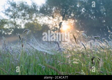 Spinnennetz in einem Feld von Wiese Fuchsenschwanz Gras in den frühen Morgensonnen. Oxfordshire, England Stockfoto
