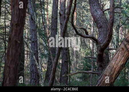 Das traumhafte Naturschutzzentrum Wilhelmsdorf mit einer faszinierenden Flora und Fauna Stockfoto