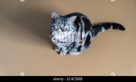 Britische Kurzhaarkatze sitzt in Papierkarton - Draufsicht Stockfoto