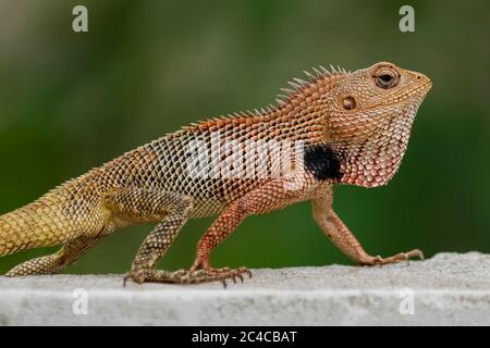 Orientalische Garteneidechse, östliche Garteneidechse oder veränderbare Eidechse (Caloes versicolor). Stockfoto