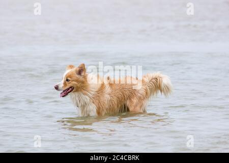 Fröhlicher australischer Rotborder-Collie, der am Strand läuft Stockfoto