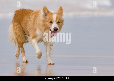 Fröhlicher australischer Rotborder-Collie, der am Strand läuft Stockfoto