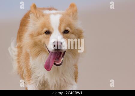 Fröhlicher australischer Rotborder-Collie, der am Strand läuft Stockfoto