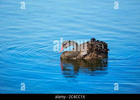 Vögel / Black Swan paddeln auf dem Lake Wendenouree in Ballarat Victoria Australien. Stockfoto