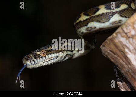 Coastal Carpet Python (Morelia spilota mcdowelli) schlüpfen Stockfoto