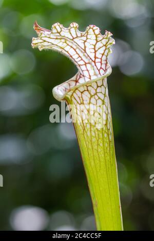 Falle einer weißen Krug-Pflanze (Sarracenia leucophylla). Eine fleischfressende Pflanze endemisch in Sümpfen und Sümpfen der südöstlichen Vereinigten Staaten von Amerika. Stockfoto